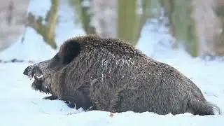 Wild Boar The Untamed Spirit of the Forest
