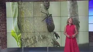 Spotted lanternflies pose threat to Virginia vineyard