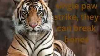 10 Crazy Tiger Facts You Won&rsquo;t Believe
