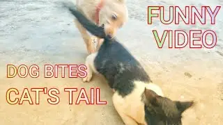 Dog Bites Cat's Tail || Funny Video ||
