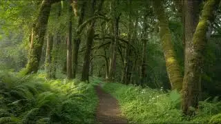 Chillout Paramount - Green Passage