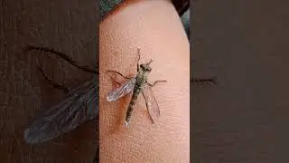 Probably Kite-tailed Robber Fly (Tolmerus atricapillus) from AJ&K