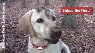 Dogs digging in the dirt - GardenFork Labradors #16