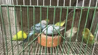 Colourful Birds 🦜🐦