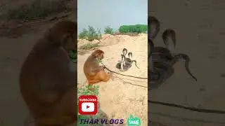 Cobra snake vs monkey fight