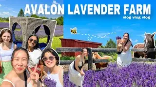 VLOG: AVALON Lavender Farm 2023🐝