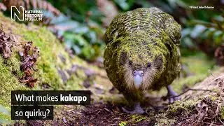 New Zealand's endemic and endangered kākāpō (Audio Described)