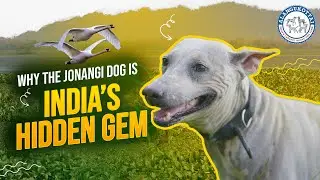 Why the Jonangi Dog is India’s Hidden Gem ? #alangukottaidogfarm #alangudogfarm #jonangi