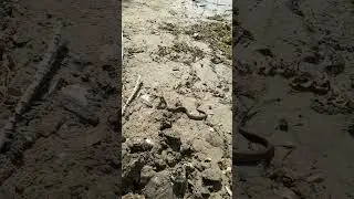 Лягушка напала на змею ЗАМЕДЛЕНННОЕ видео /frog attacked snake SLOW-MO VIDEO 🐸 vs 🐍