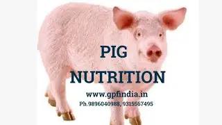 Pig Feed/Formula/ Swine feed