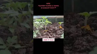 ✨Comment planter vos tomates? [TUTO] 🍅 DIY : How to plant your tomatoes? 🍅 كيف تزرع الطماطم؟