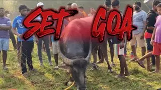 Goan bullfight  24/5/25 #goan #bullfightgoa