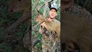 Agouti hunting in Belize with youtuber Jungleairgunner. My first  in Central America. Travel Belize