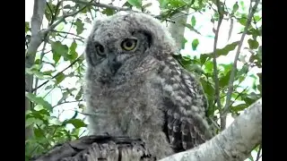 Dry and sleepy Sebwig! WildEarth. 12 December 2019
