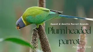 Plum Headed Parrot Voice Female | Plum-Headed Parrot Sounds / Voices / Call