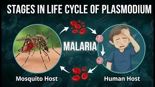 Malaria Explained in 06 Minutes | Human health and disease Class 12 | NEET | #malariasymptoms
