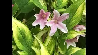 Jasmin 'Jasminum stephanense' Rose p&acirc;le son doux parfum exhale.