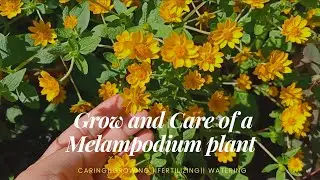 Complete Care of a Melampodium/Butter Daisy Plant || Fun with Everything