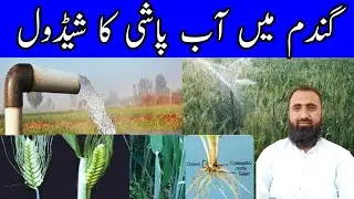 How to irrigate wheat crop | Wheat irrigation schedule | Bilal Kanju Official