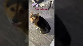 Corgi is twerking as a ballerina #corgi #chihuahua #shortsvideo #shortsmeme #memes #dog #funnyvideo