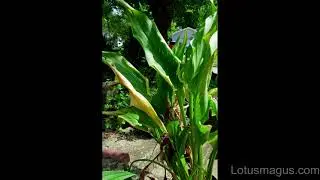 Calla Lily Leaves Turning Yellow - Common Reasons(with Solution)