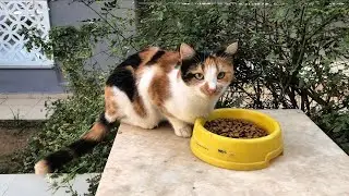 Для кошек настало время кормления.