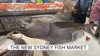A Walk Around The New Sydney Fish Market 🐠 