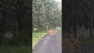 Tiger of Satpura tiger reserve  #pachmarhi #tadobajunglesafari #penchtigerreserve #kanhatigerreserve