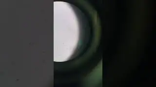 sperms in microscope #sperm #microscope #vet #tech