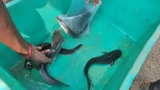 Dasi magur cat fish sell in a market full video 