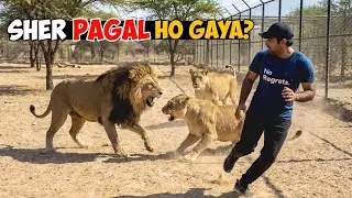 Sher Itna Gussa Kyun Ho Gaya? 😱 Lion Ne Apni Hi Lioness Par Hamla Kar Diya!