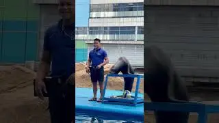 Funny Sea Lion 😂😍 #2023 #reels #viral #philippines #beautiful #funny #shortvideo #attitude #fun