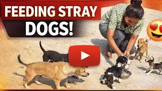 Feeding Street Dogs 🐶 | Pure Love | Helping Hungry Dogs 🐶 | Dog Feeding Vlog 🐕 