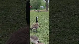 Bossy goose (4k) HDR London 🇬🇧 Uk