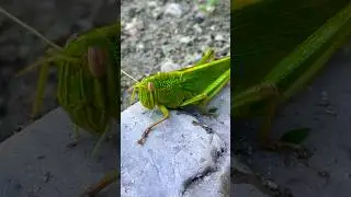 Grasshopper 😱 Baby Boy Crying Emotional 😂 Viral 2025 #trending #insects #shortfeed