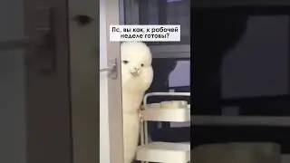 Вы готовы? #видео #реклама #анимация #видеоролик #заказатьролик #анимация #юмор
