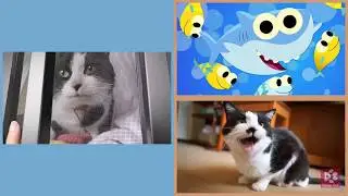 Cats Meowing BABY SHARK 🦈 🦈 🦈 🦈 🦈 (A cappella)