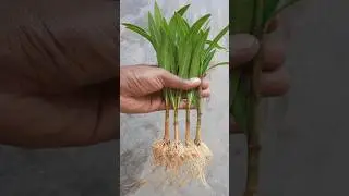 Growing Oleander🌷flower plant from cutting. #gardenscapes #shortvideo