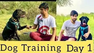 Labrador Dog Training | 6 Basic Commands training | Flash