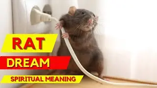 What Does Dreaming Of Rats Mean? | Spiritual Meaning and Interpretation