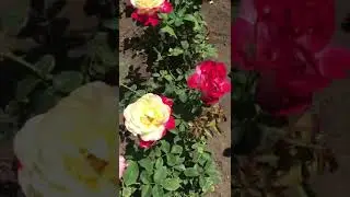 Роза Double Delight на южном солнце|Как ведёт себя двойное удовольствие на жаре