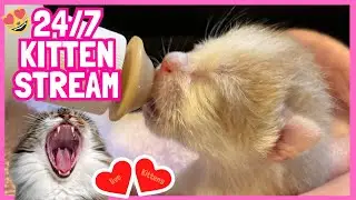 Fall Foster Cat Playlist
