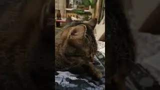Где-то Котик спит #love #live #song #funny #animals