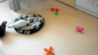 Maya rencontre Eywa2.AVI