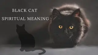 Why You Keep Seeing Black Cats | Black Cat Spiritual Meaning | Spirit Animals