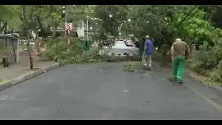 Temporal derribó un árbol en el microcentro de Asunción