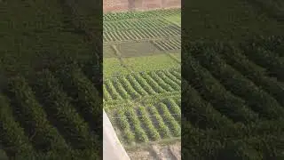 nature field #farms #field #farmfields #plantsofindia #plant #farming #gardenplants
