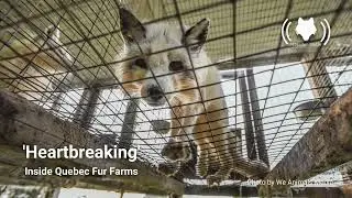 'Heartbreaking' Inside Quebec Fur Farms with Camille Labchuk