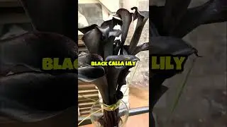5 Black Flowers That Actually Exist