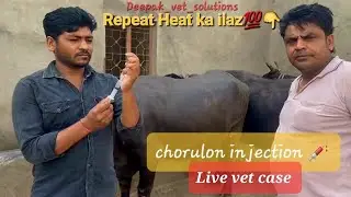 Pashu Baar Baar Heat Mein Aata Hai? Chorulon Injection Ka Sahi Use | Deepak Vet Solutions #baffalo